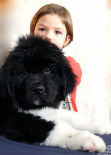 Фото: ньюфаундленд Skayuoker YEnakin Djeday (Скайуокер Энакин Джедай)