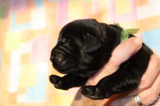 Фото: ньюфаундленд Soul of Rouz Assia (Соул оф Роуз Ассиа)