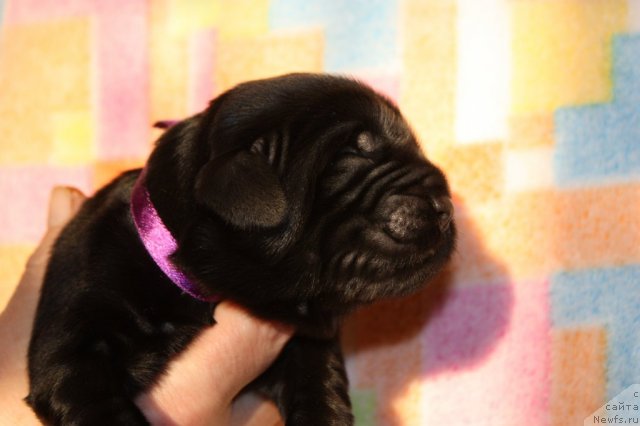 Фото: ньюфаундленд Soul of Rouz Azura (Соул оф Роуз Азура)