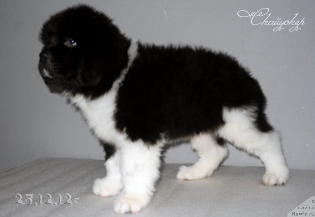 Фото: ньюфаундленд Skayuoker YEnakin Djeday (Скайуокер Энакин Джедай)