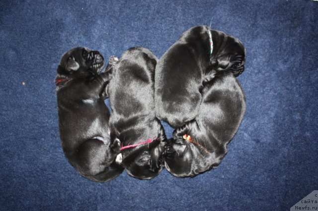 Фотография № 113605