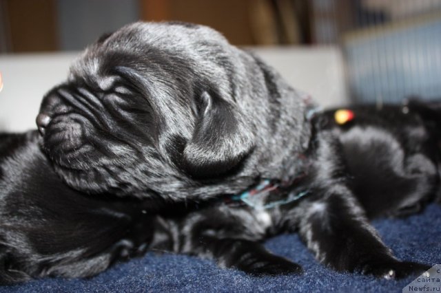 Фото: ньюфаундленд Soul of Rouz Alister (Соул оф Роуз Алистер)