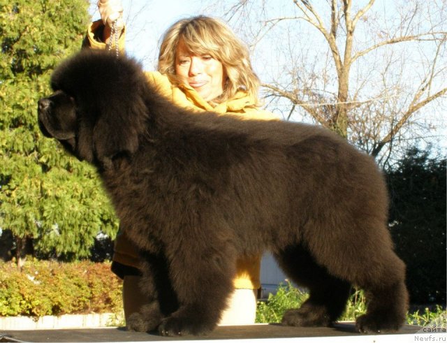 Фото: ньюфаундленд Thickish Newfoundland Waterfall Land's Only