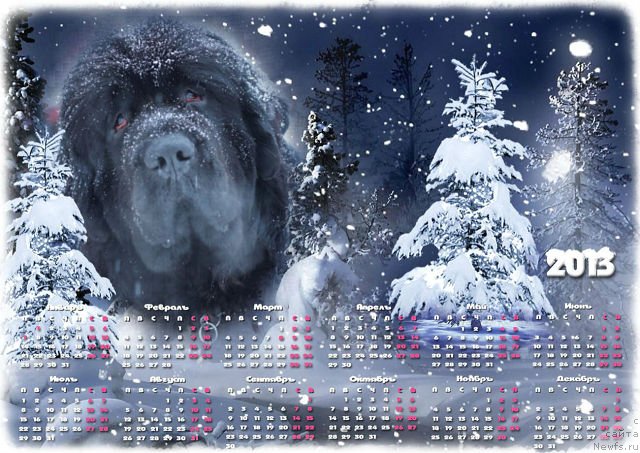 Фото: ньюфаундленд Toptyijka Don Kihot (Топтыжка Дон Кихот)