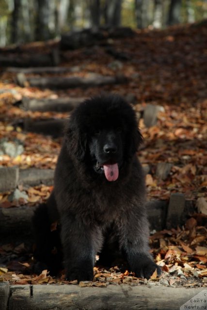 Фото: ньюфаундленд Sekret Uspeha Kara Deniz (Секрет Успеха Кара Дениз)