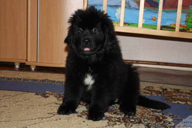 Фото: ньюфаундленд YU Belong Tu Mi (Ю Белонг Ту Ми)