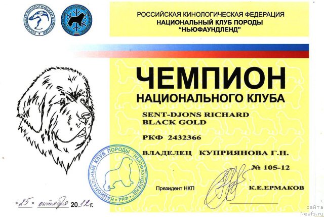 Фото: ньюфаундленд Sent Djons Richard Black Gold (Сент Джонс Ричард Блек Голд)
