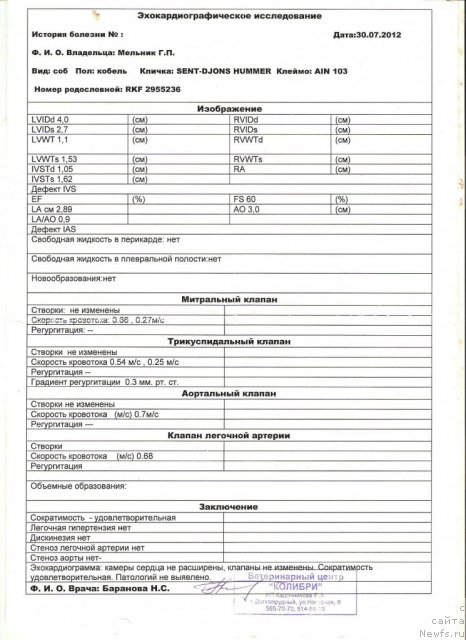 Фото: ньюфаундленд Sent Djons Hummer (Сент Джонс Хаммер)