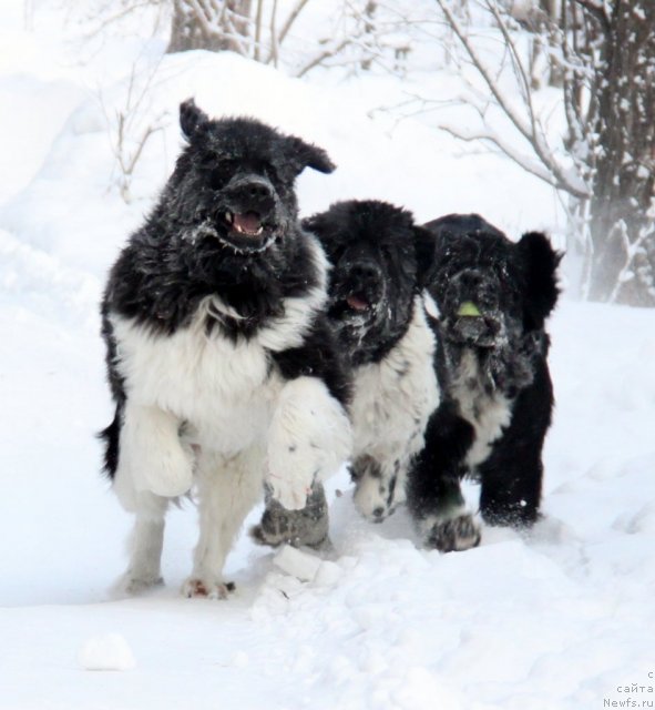 Фото: ньюфаундленд Super Premium Zippi Senseyshen (Супер Премиум Зиппи Сенсейшен), ньюфаундленд Plyushevaya Panda La Bella (Плюшевая Панда Ла Белла), ньюфаундленд Ikona Stilya (Икона Стиля)