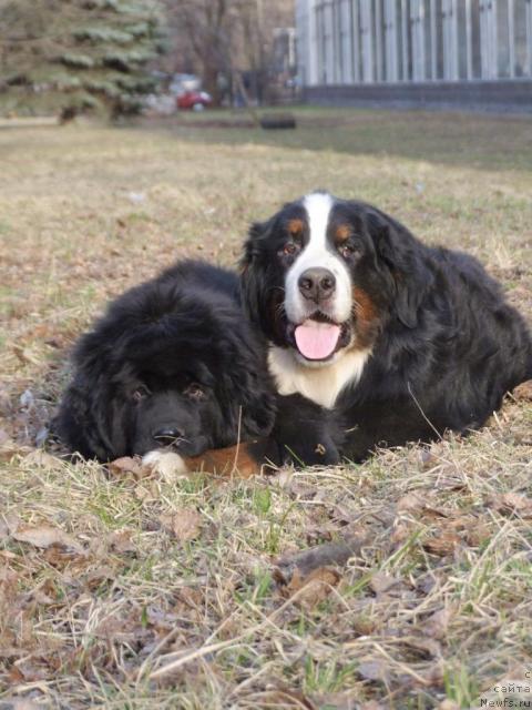 Фото: ньюфаундленд Zholli Wonderfull iz Medvejyego Yara (Жолли Вандерфулл из Медвежьего Яра)