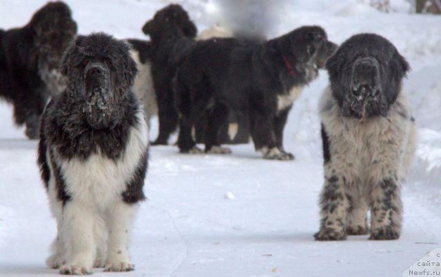 Фото: ньюфаундленд Super Premium Zippi Senseyshen (Супер Премиум Зиппи Сенсейшен), ньюфаундленд Super Bizon Argo (Супер Бизон Арго)