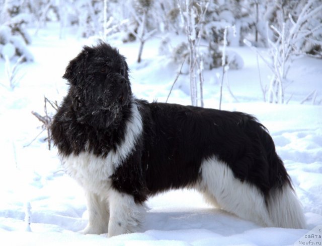 Фото: ньюфаундленд Super Premium Zippi Senseyshen (Супер Премиум Зиппи Сенсейшен)