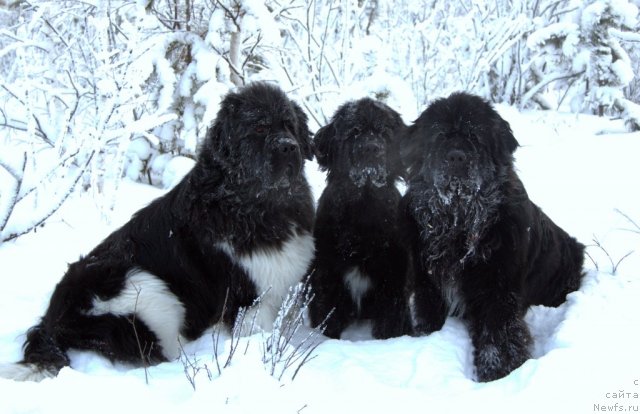 Фотография № 113642