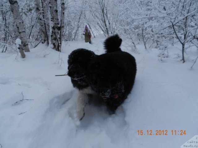 Фото: ньюфаундленд Kapitan N'yufort (Капитан Ньюфорт), ньюфаундленд Super Bizon Zlatogor (Супер Бизон Златогор)