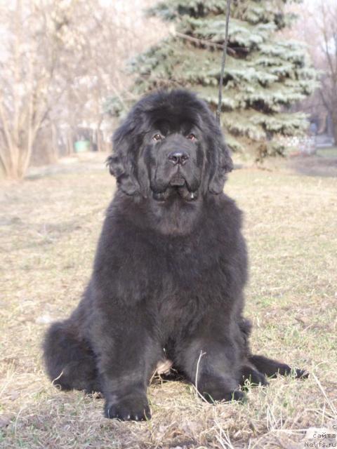 Фото: ньюфаундленд Zholli Wonderfull iz Medvejyego Yara (Жолли Вандерфулл из Медвежьего Яра)