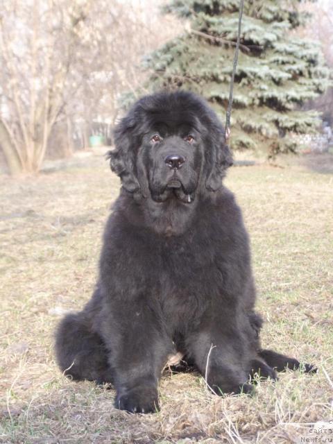 Фото: ньюфаундленд Zholli Wonderfull iz Medvejyego Yara (Жолли Вандерфулл из Медвежьего Яра)