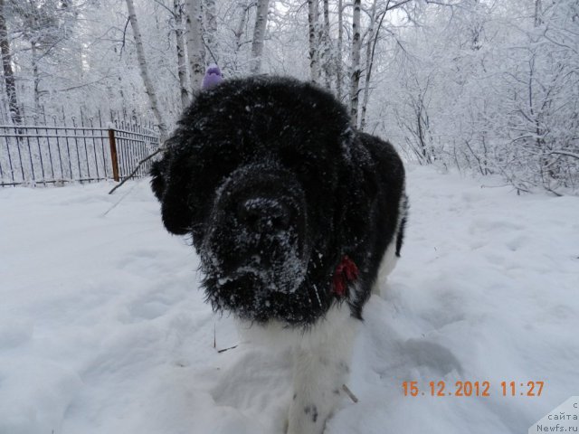 Фото: ньюфаундленд Super Bizon Zlatogor (Супер Бизон Златогор)