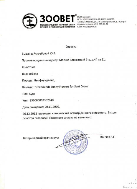 Фото: ньюфаундленд Threeponds Sunny Flower for Sent Djons