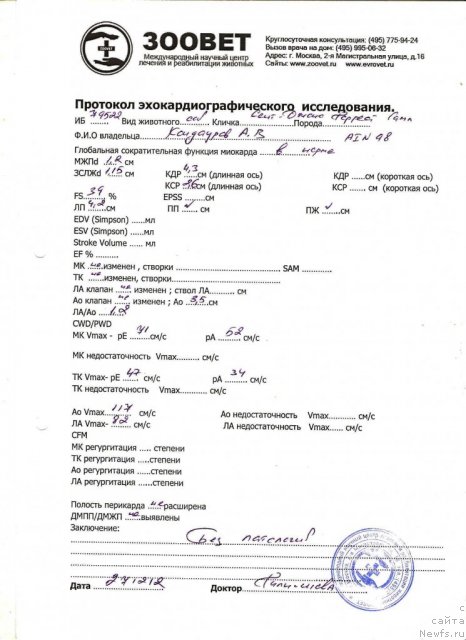 Фото: ньюфаундленд Sent Djons Forrest Gump (Сент Джонс Форрест Гамп)