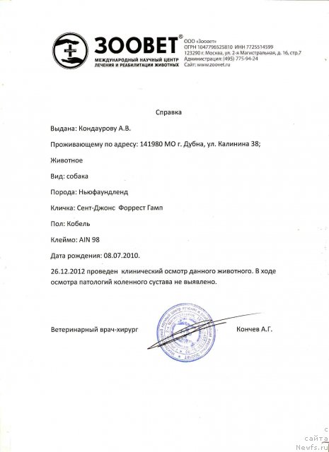 Фото: ньюфаундленд Sent Djons Forrest Gump (Сент Джонс Форрест Гамп)