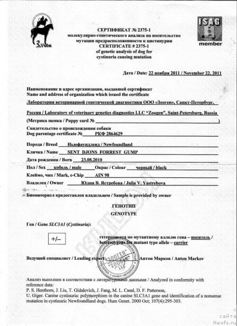 Фото: ньюфаундленд Sent Djons Forrest Gump (Сент Джонс Форрест Гамп)