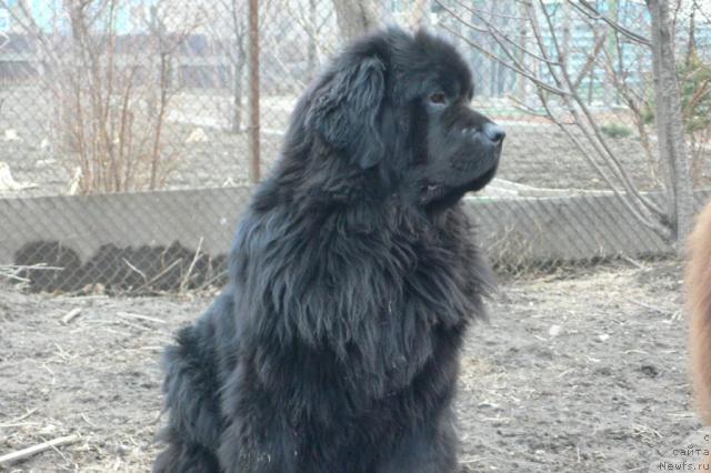 Фото: ньюфаундленд Super Premium Ameliya YEkshen (Супер Премиум Амелия Экшен)