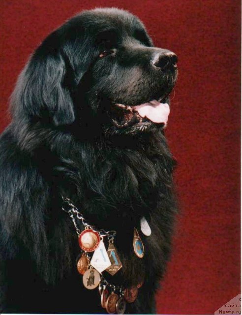 Фото: ньюфаундленд Boston (Бостон)