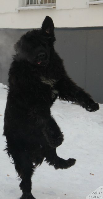 Фото: ньюфаундленд Pitern'yuf Everest (Питерньюф Еверест)