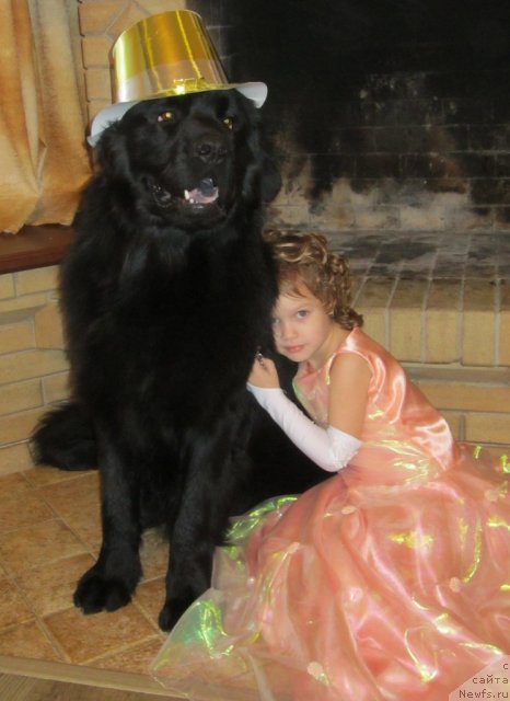 Фото: ньюфаундленд CHernyiy Balu Borislav (Черный Балу Борислав)