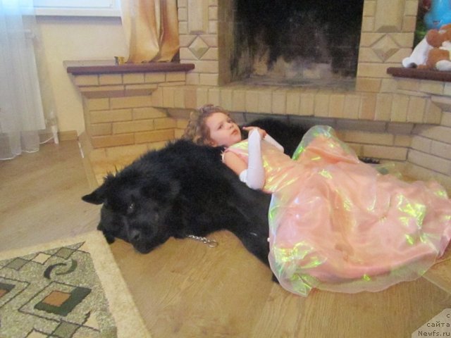 Фото: ньюфаундленд CHernyiy Balu Borislav (Черный Балу Борислав)