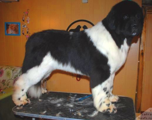 Фото: ньюфаундленд Pitern'yuf In It To Vin It (Питерньюф Ин Ит То Вин Ит)