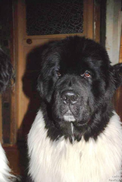 Фото: ньюфаундленд Pitern'yuf In It To Vin It (Питерньюф Ин Ит То Вин Ит)