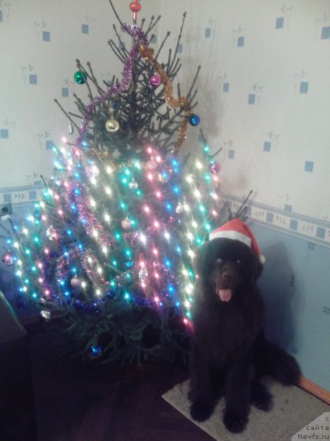 Фото: ньюфаундленд N'yufort Prado (Ньюфорт Прадо)