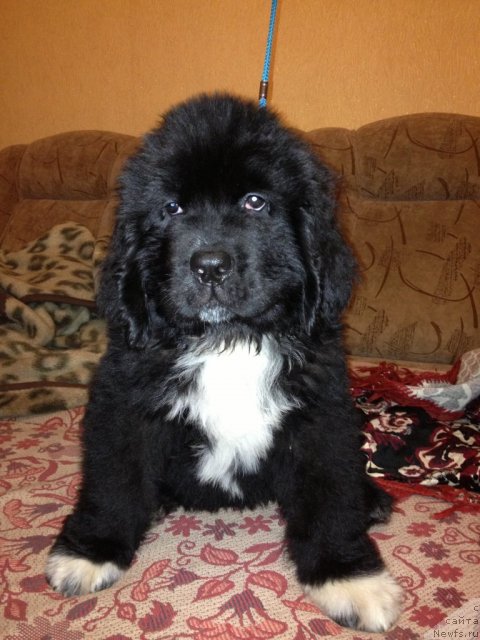 Фото: ньюфаундленд Stardi Kollekshn Baloven' (Старди Коллекшн Баловень)