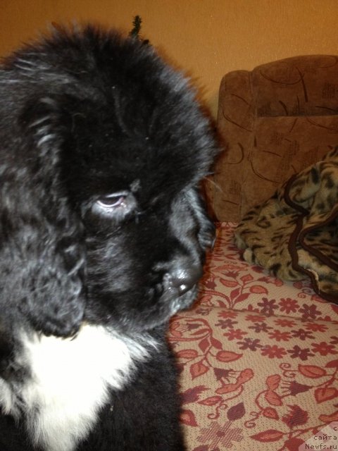 Фото: ньюфаундленд Stardi Kollekshn Baloven' (Старди Коллекшн Баловень)