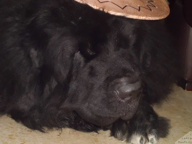 Фото: ньюфаундленд Pitern'yuf CHao-Kakao (Питерньюф Чао-Какао)