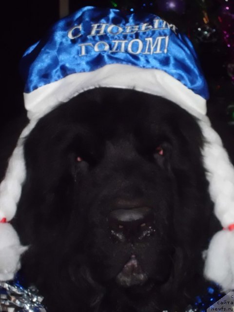 Фото: ньюфаундленд Pitern'yuf CHao-Kakao (Питерньюф Чао-Какао)