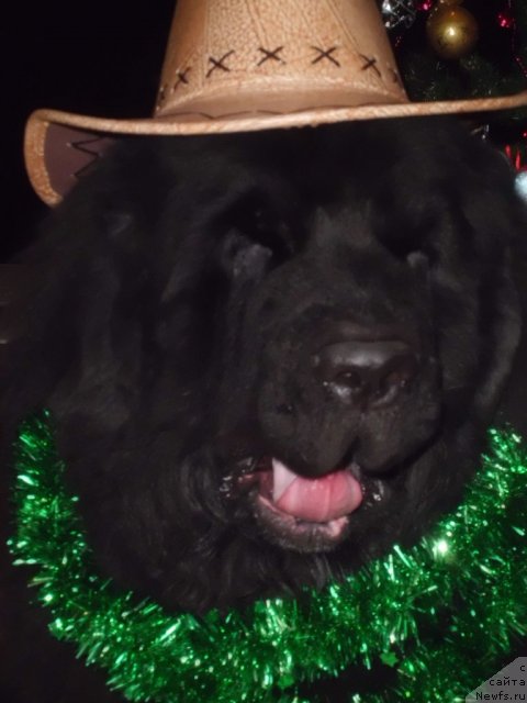 Фото: ньюфаундленд Pitern'yuf CHao-Kakao (Питерньюф Чао-Какао)