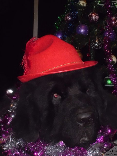 Фото: ньюфаундленд Pitern'yuf CHao-Kakao (Питерньюф Чао-Какао)