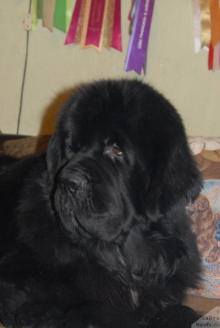 Фото: ньюфаундленд Sent Djons Forrest Gump (Сент Джонс Форрест Гамп)