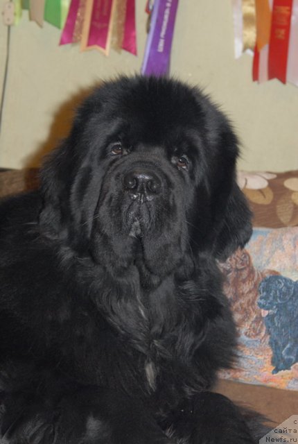 Фото: ньюфаундленд Sent Djons Forrest Gump (Сент Джонс Форрест Гамп)