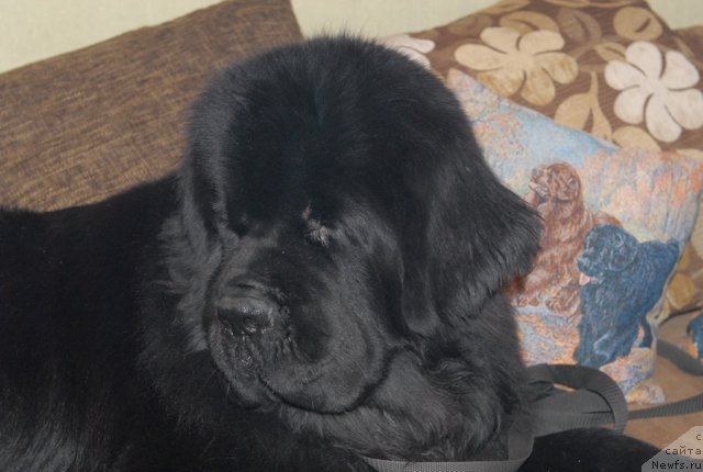 Фото: ньюфаундленд Sent Djons Forrest Gump (Сент Джонс Форрест Гамп)