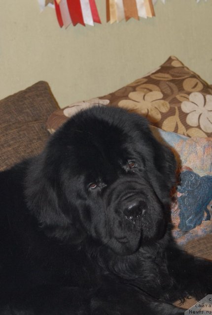 Фото: ньюфаундленд Sent Djons Forrest Gump (Сент Джонс Форрест Гамп)