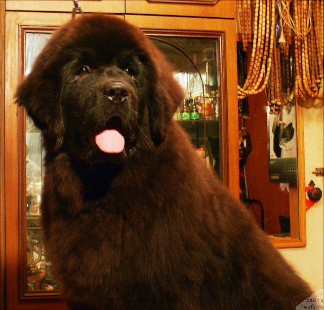 Фото: ньюфаундленд Very Fairweathers Zhade