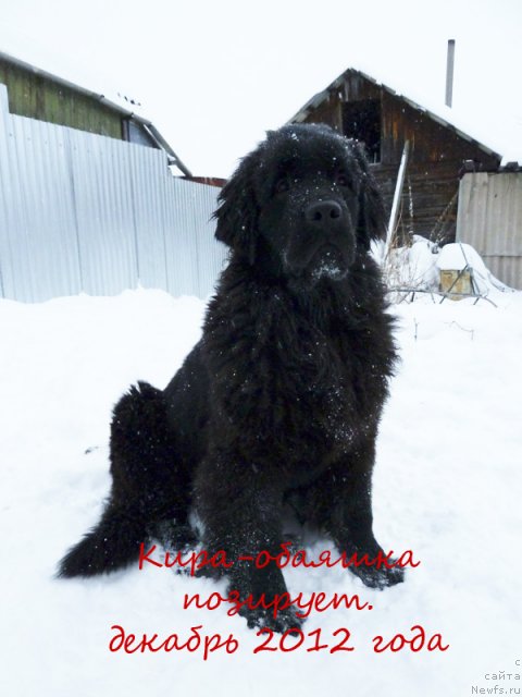 Фото: Ol'ga Ryabinina (Ольга Рябинина), ньюфаундленд N'yufort Tancuyuschaya Koroleva (Ньюфорт Танцующая Королева)