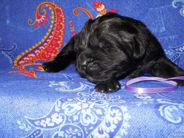 Фото: ньюфаундленд Risk Mavenzi Ametist (Риск Мавензи Аметист)