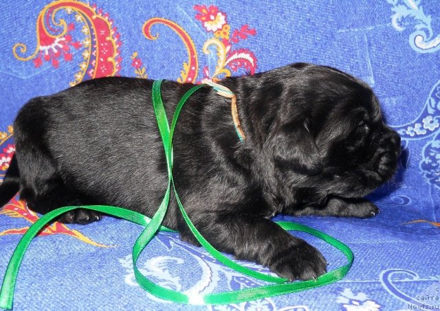 Фото: ньюфаундленд Radost' Kayzera Vil'gel'ma (Радость Кайзера Вильгельма)