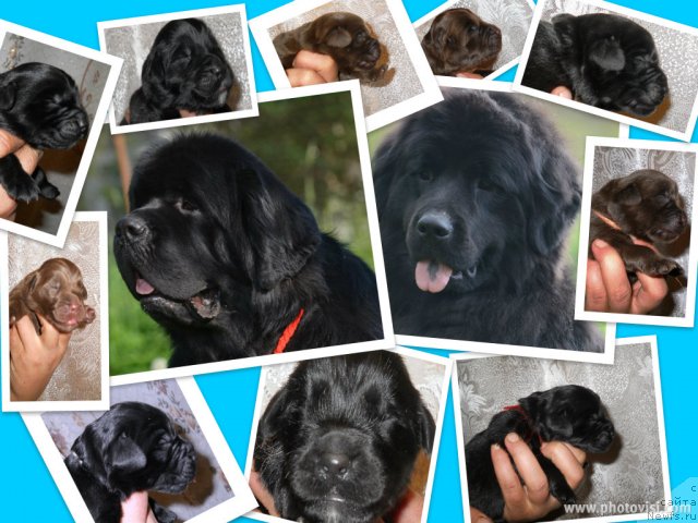 Фото: ньюфаундленд Aquatoriya Kelvin Kilimandzharo (Акватория Келвин Килиманджаро), ньюфаундленд Fann'yuf Al'felina Bledans (Фанньюф Альфелина Бледанс)