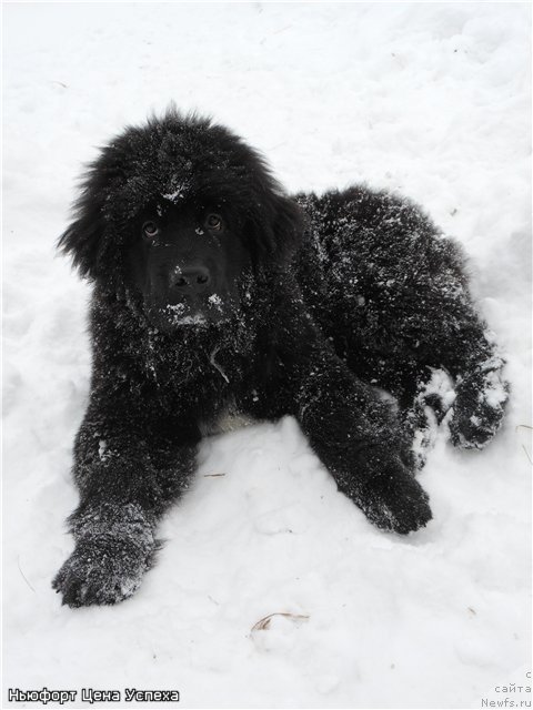 Фото: ньюфаундленд N'yufort Cena Uspeha (Ньюфорт Цена Успеха)