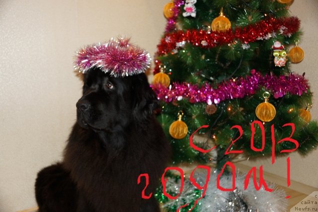 Фото: ньюфаундленд Sent Djons Tender Kiss of Elly (Сент Джонс Тендер Кисс оф Элли)